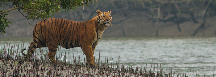 Sunderban